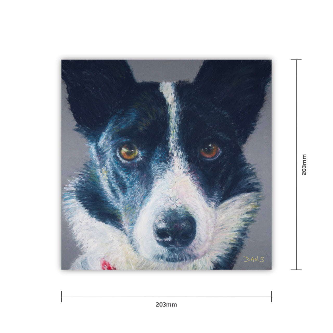 Picture of a Collie face with a grey background 