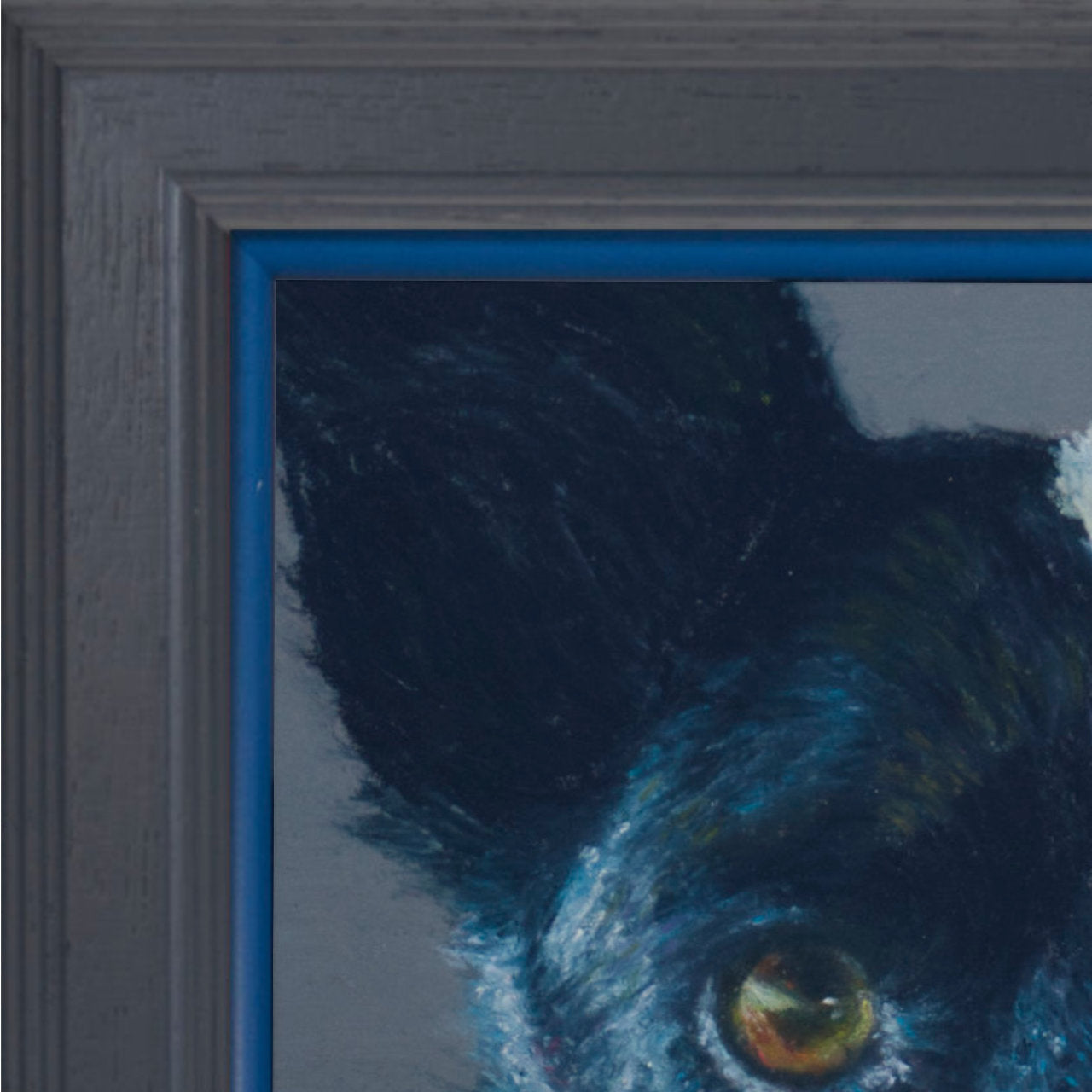 Cropped picture of a Collie face with a grey background in a grey frame with pop of blue