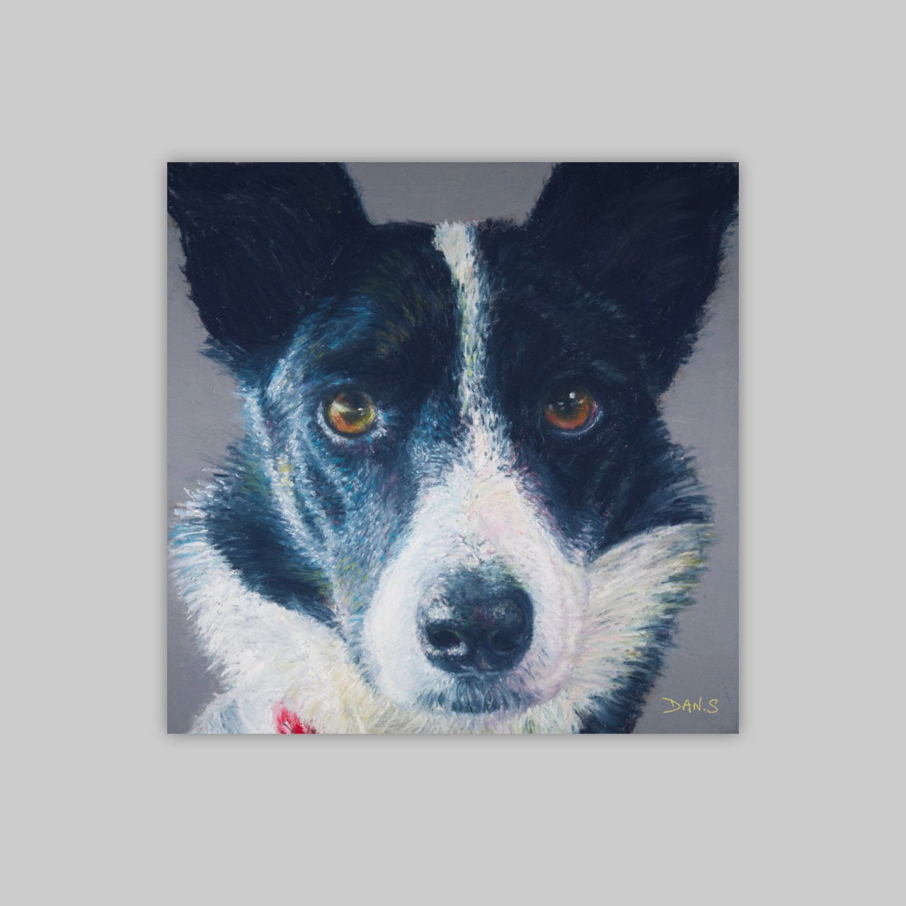 Picture of a Collie face with a grey background 