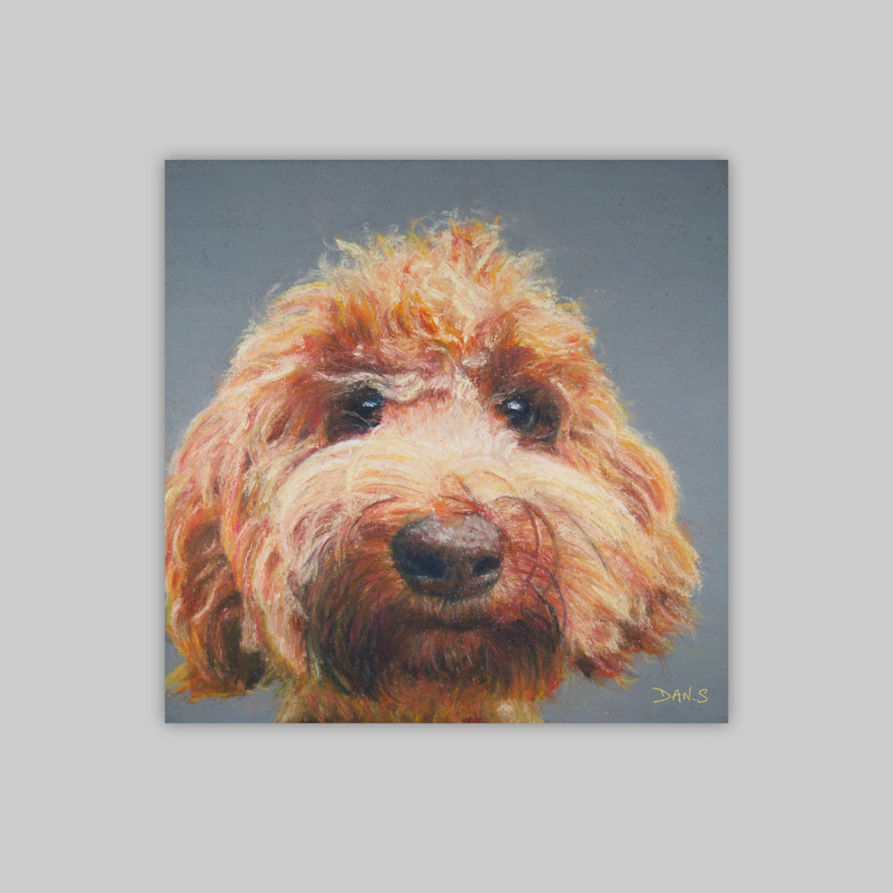 Picture of a Australian Labradoodle face with a grey background