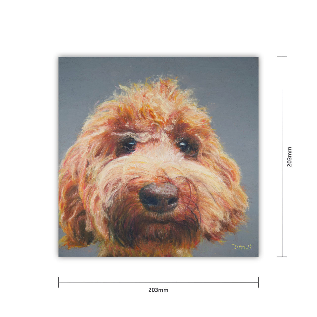 Picture of a Australian Labradoodle face with a grey background