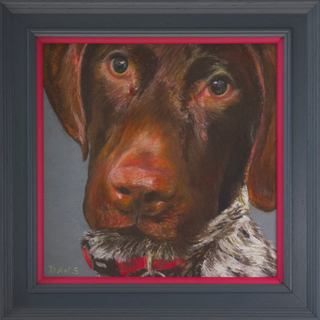 Picture of a short haired GSP's face with a grey background in a grey frame with a pop of pink