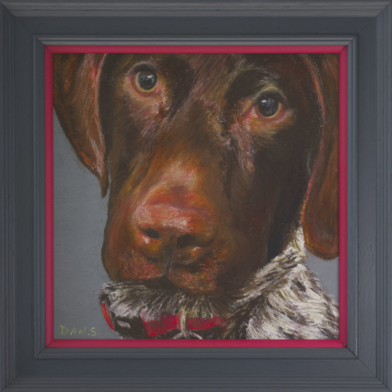 Picture of a short haired GSP's face with a grey background in a grey frame with a pop of pink