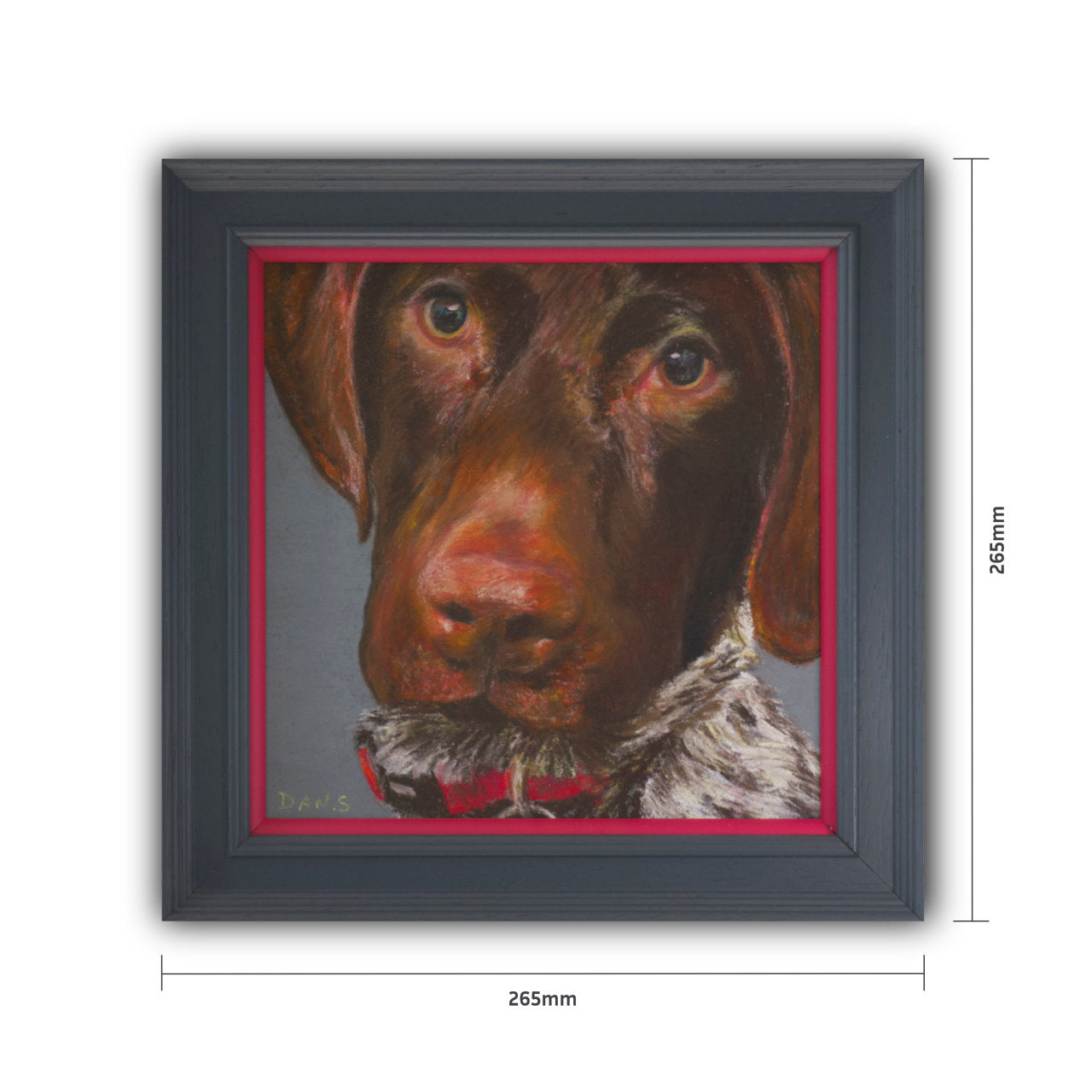 Picture of a short haired GSP's face with a grey background in a grey frame with a pop of pink