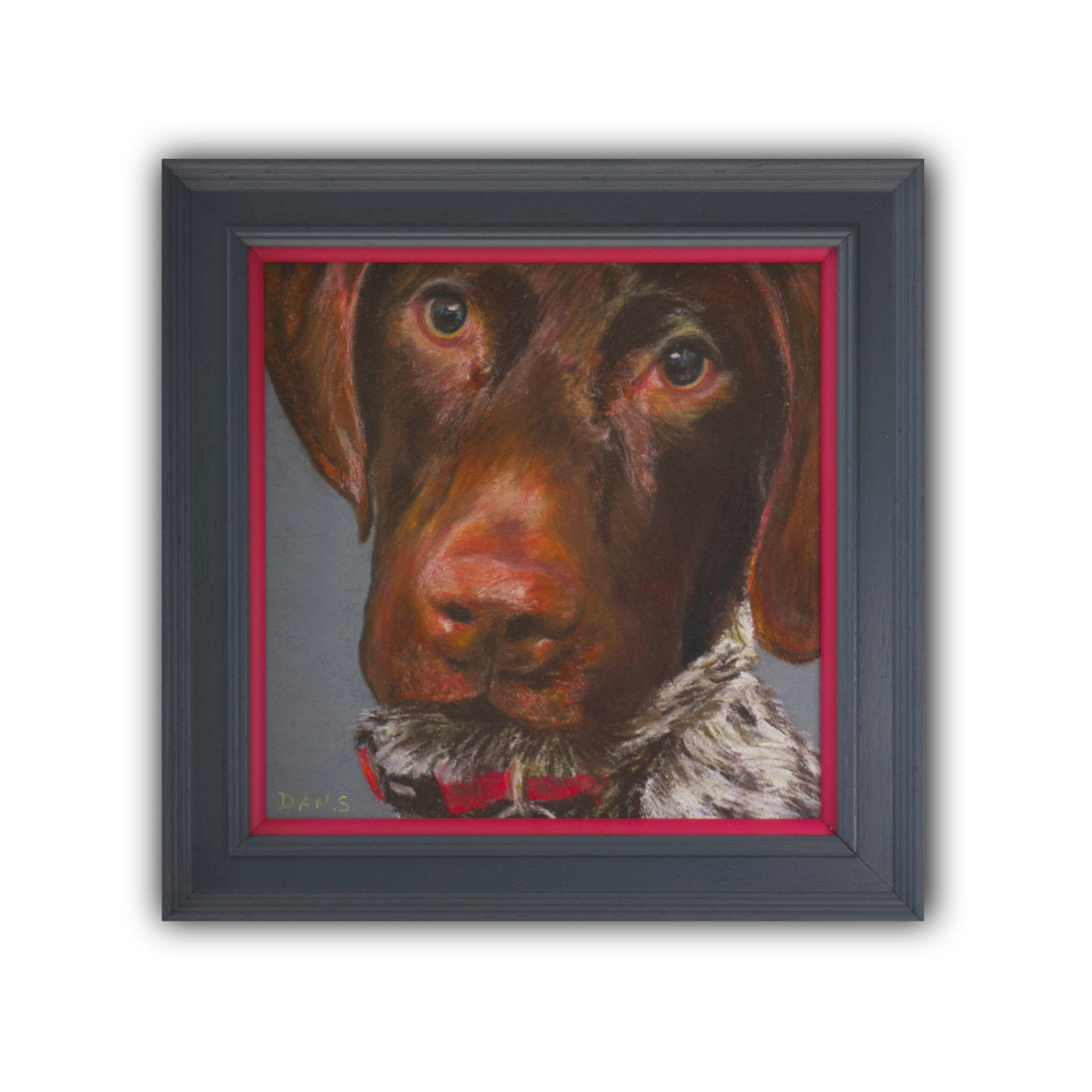 Picture of a short haired GSP's face with a grey background in a grey frame with a pop of pink