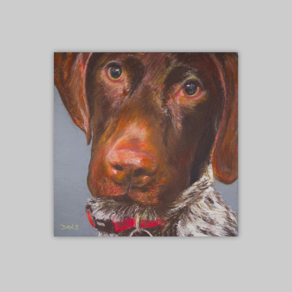 Picture of a short haired GSP's face with a grey background