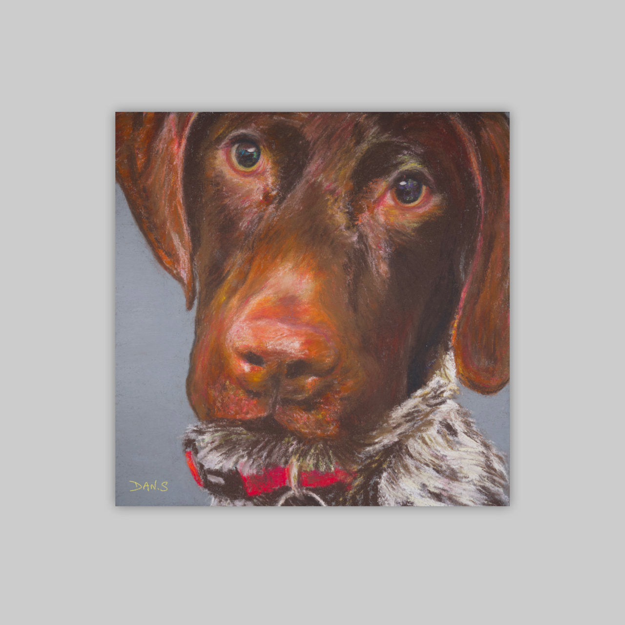 Picture of a short haired GSP's face with a grey background