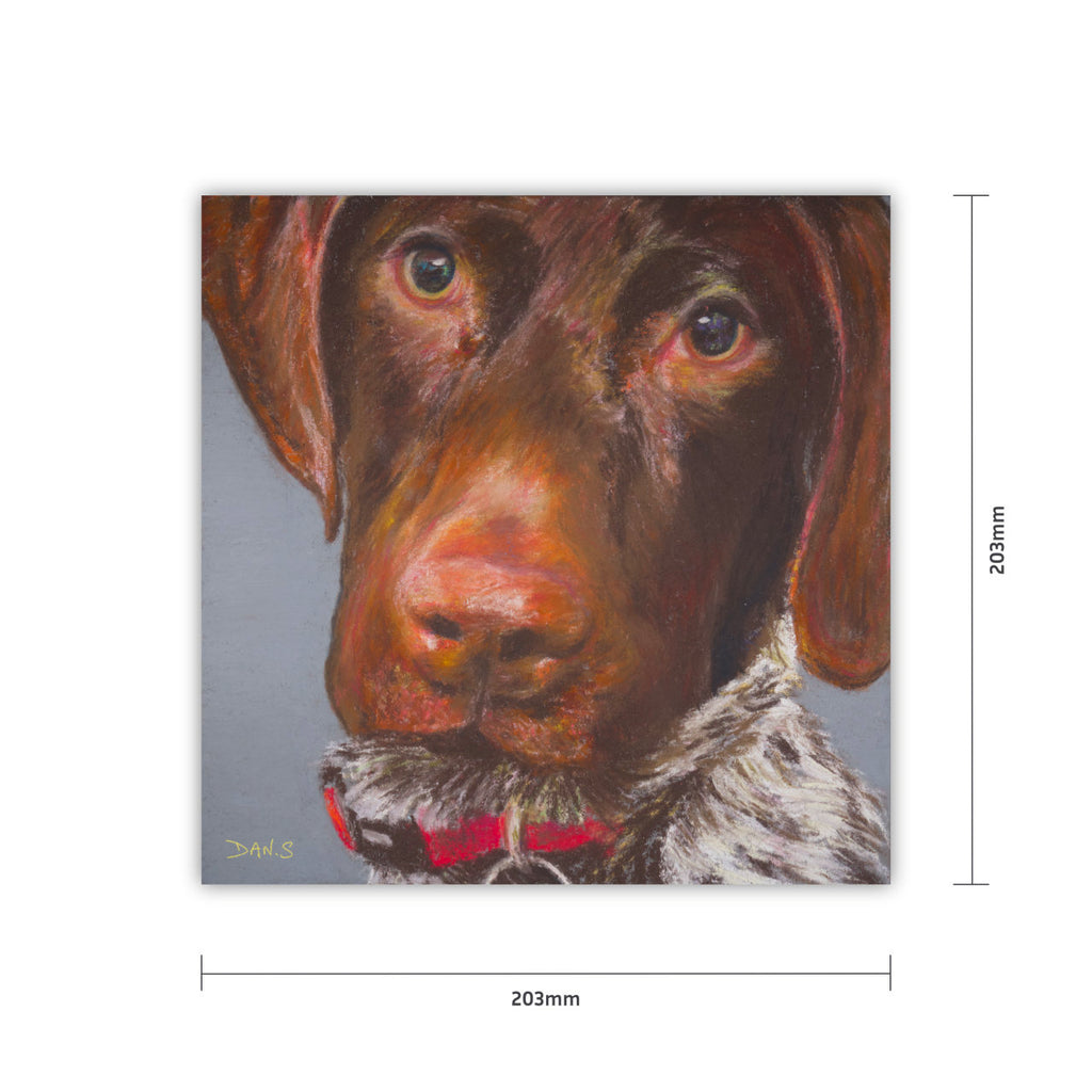 Picture of a short haired GSP's face with a grey background