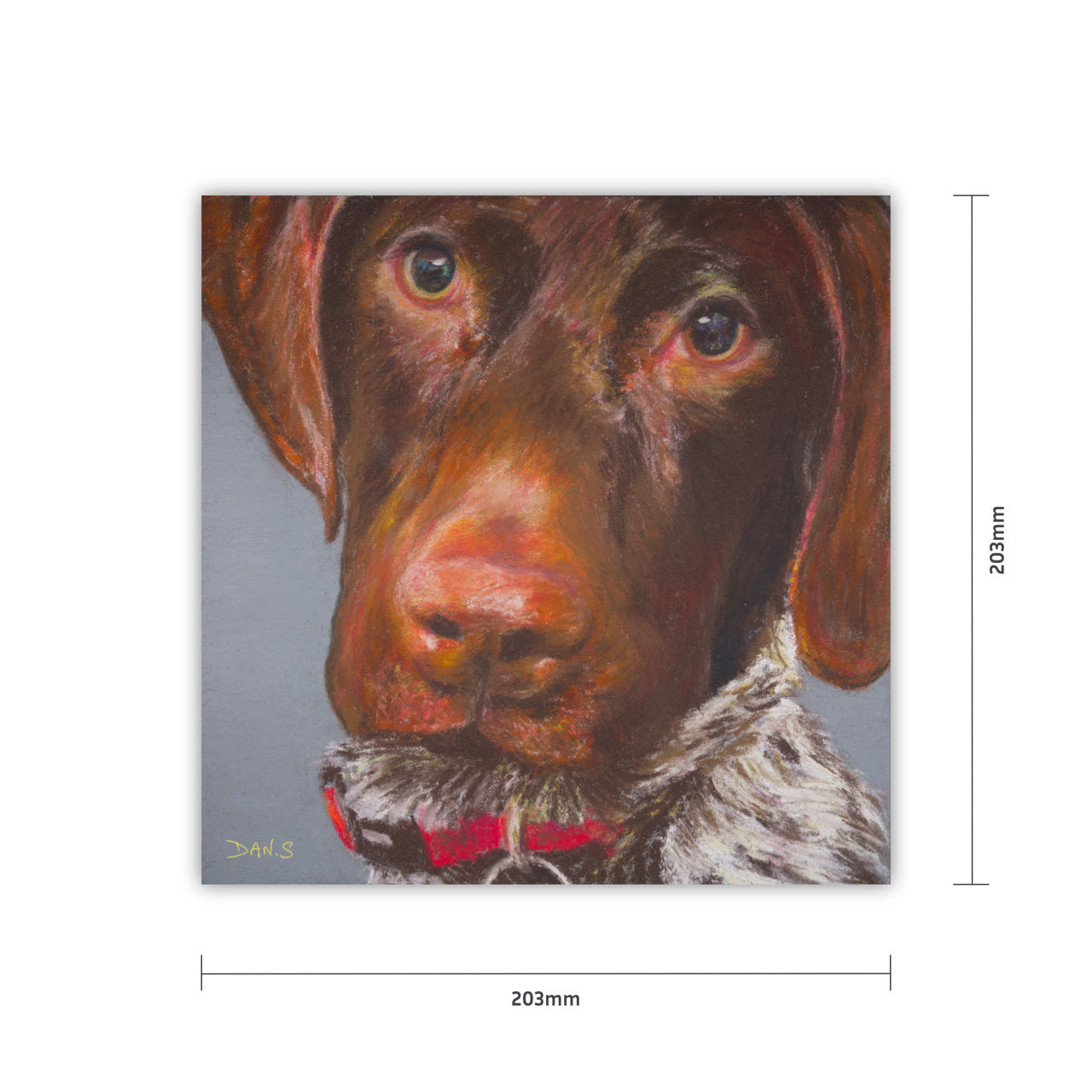 Picture of a short haired GSP's face with a grey background