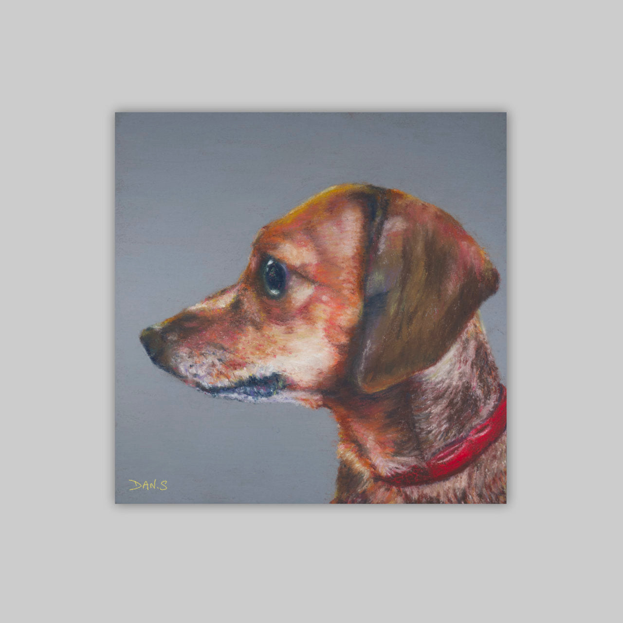 Picture of a short haired dachshund's face with a grey background 