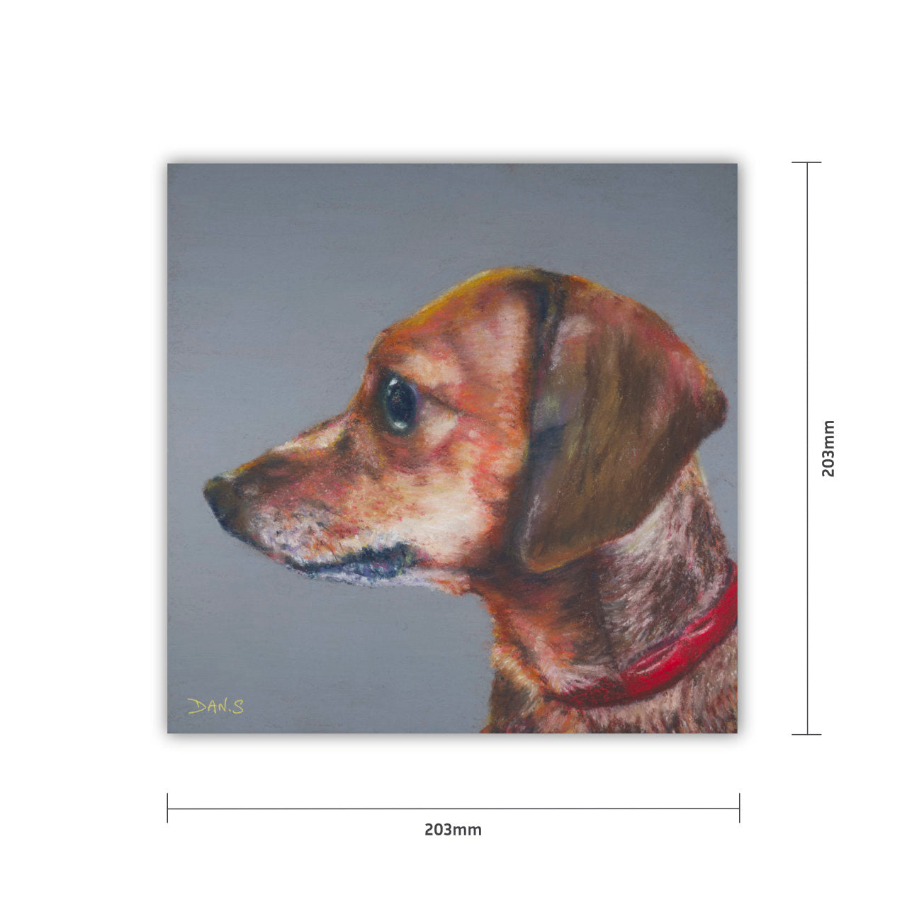 Picture of a short haired dachshund's face with a grey background 