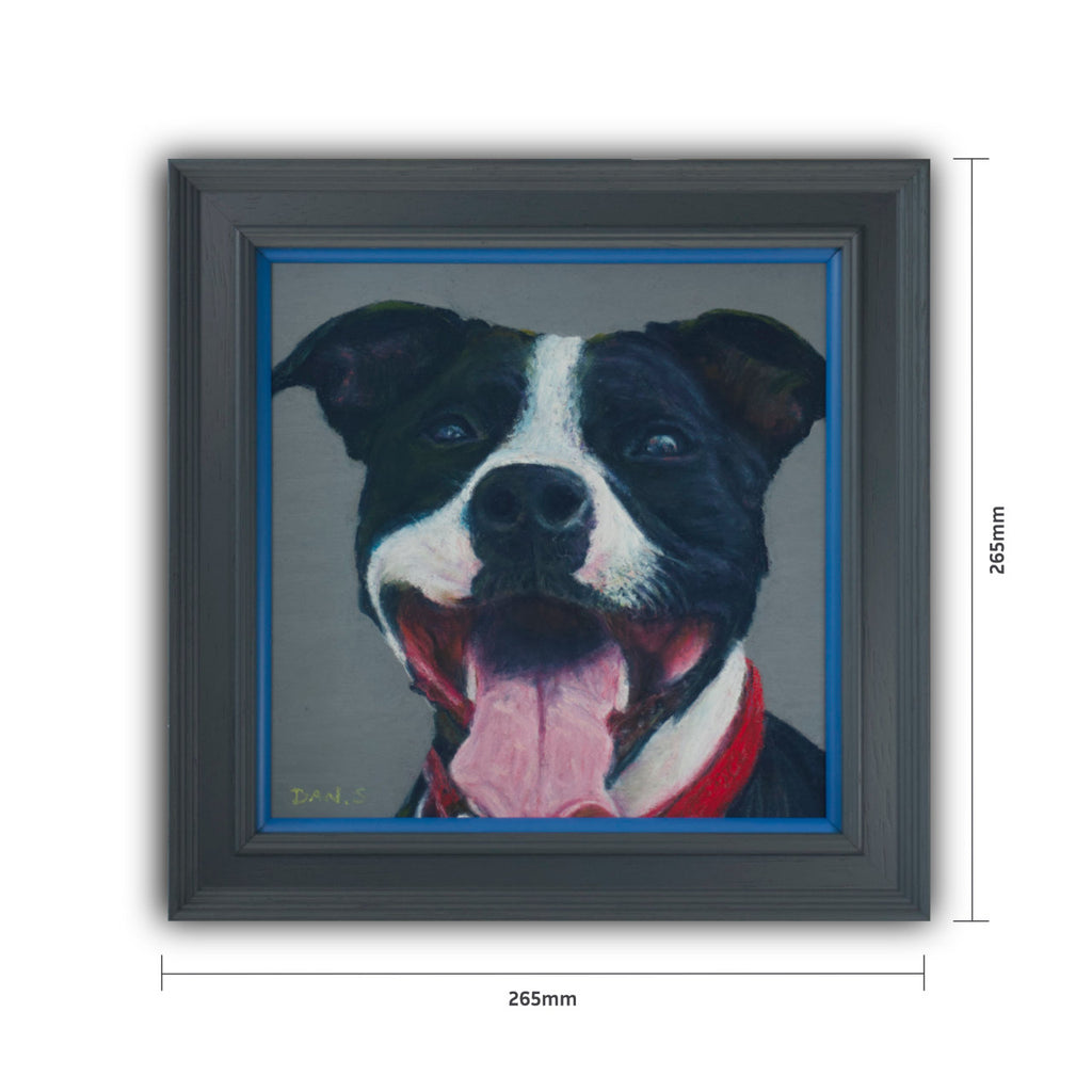 Picture of a Staffordshire bull terrier's face with a grey background framed in a grey frame with blue accent