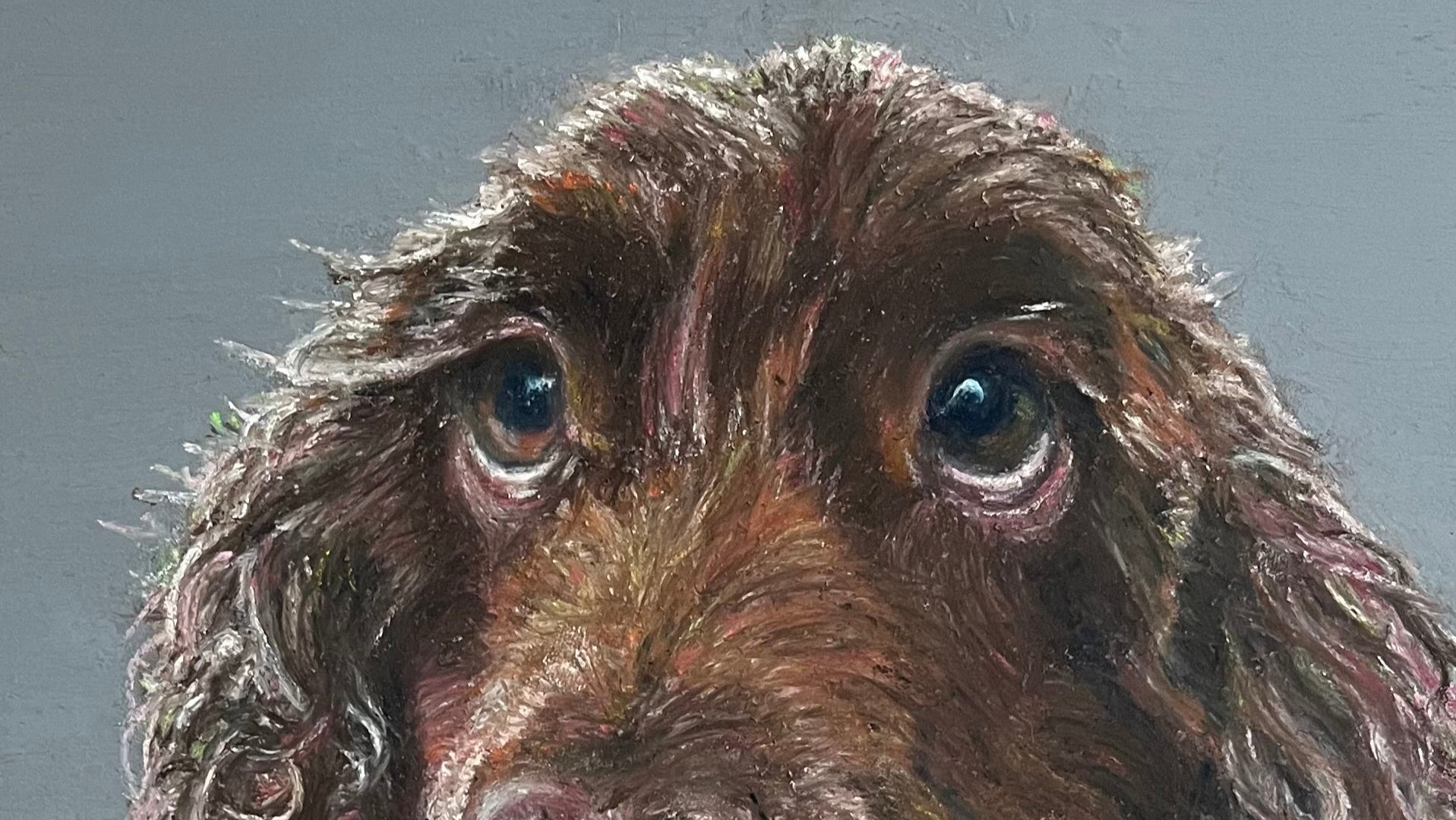 Close up of brown cocker spaniel's face with a grey background