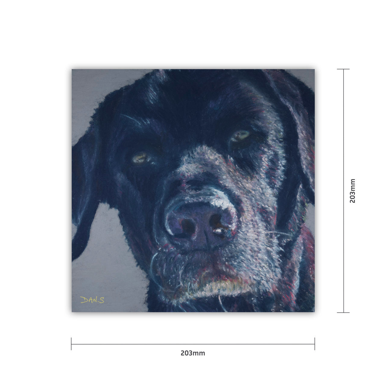 Print of a black Labrador with dimensions 