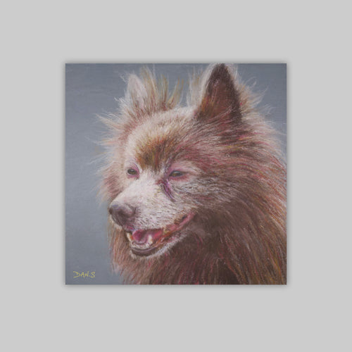 Picture of a German Spitz on a grey background 